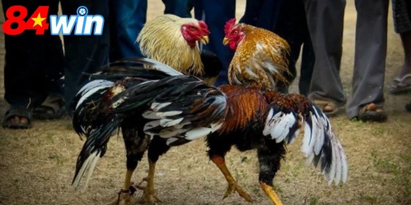 Người chơi nên theo dõi diễn biến toàn bộ trận đấu