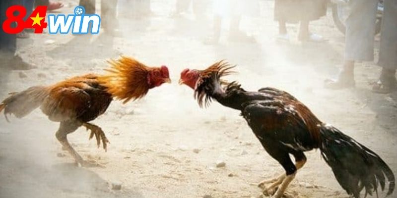 Sảnh cược được xây dựng với sân đấu mô phỏng
